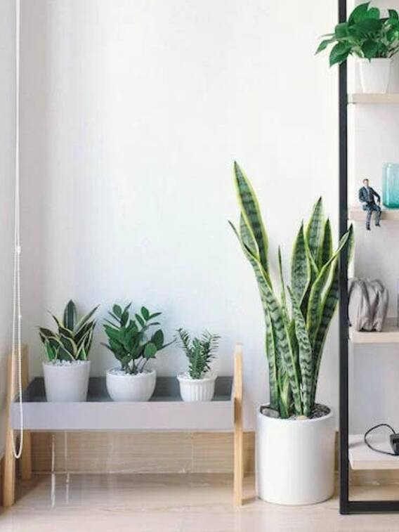 घर में सजावट के लिए लगाएं ये 10 लकी पौधे