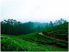 किस देश में लोग सबसे ज्यादा चाय पीते हैं? भारत का नाम तो टॉप-25 में भी नहीं है