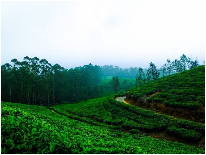 इस लिस्ट में भारत और श्रीलंका का नाम भी है और भारत-श्रीलंका में भी चाय का काफी उत्पादन होता है.