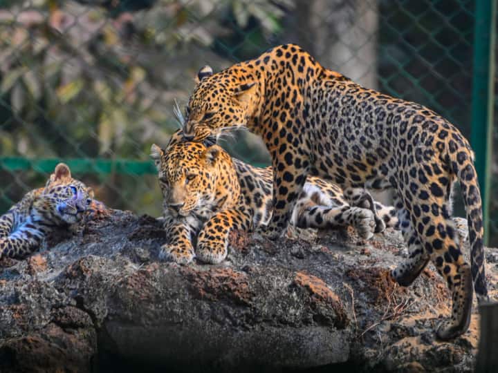Leopard Roaming in Salem Forest Department Officials Confused TNN Salem Leopard: சேலத்தில் 2 சிறுத்தைகள் நடமாட்டமா? - அதிர்ச்சியில் மக்கள் - குழப்பத்தில் வனத்துறை