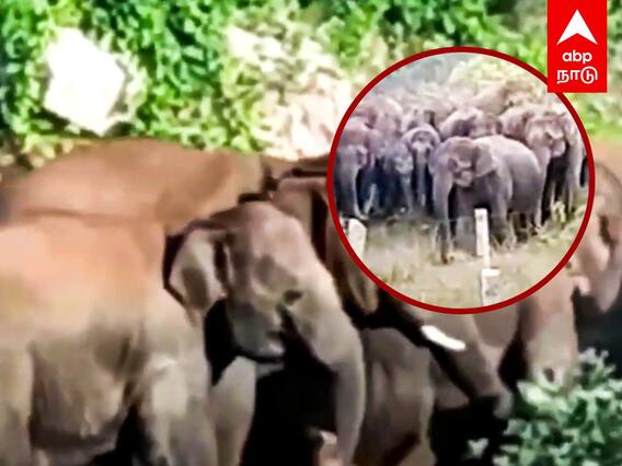Hosur Elephant Video : ஊருக்குள் நுழைந்த யானைக்கூட்டம் காட்டுக்குள் விரட்டிய வனத்துறை