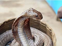 जहरीले सांपों से खेलते हैं इस जनजाति के लोग, भारत के इस हिस्से में रहते हैं