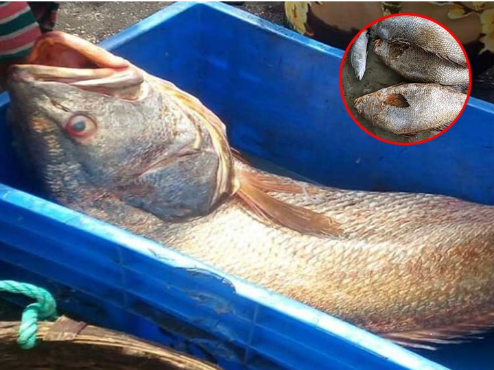 Gujarat declared Ghol fish as state fish, know everything about it  गुजरात  ने क्यों इस मछली को घोषित किया स्टेट फिश, जानिए इसके बारे में सबकुछ