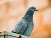 Pigeon Virus  : పావురాలే కదా అని లైట్ తీసుకోవద్దు, ప్రాణాలు పోతాయ్ - ఈ వైరస్‌తో జరభద్రం