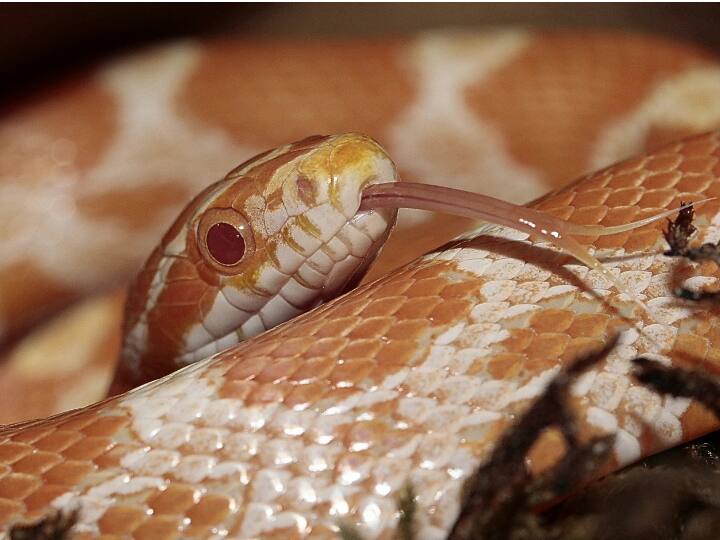 इरूला जनजाति के लोग सांप का जहर निकालने का काम करते हैं. फिर इसी जहर से वैज्ञानिक जहर काटने की दवा बनाते हैं.