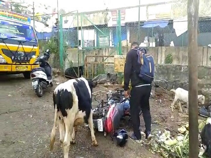 தஞ்சையில் சுற்றிதிரியும் மாடுகளால் நடக்கும் விபத்துக்கள்: நடவடிக்கை எடுக்க மக்கள் வலியுறுத்தல்