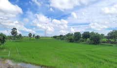 பச்சை கம்பளம் விரித்தது போன்று காட்சியளிக்கும் மாயூரம்!