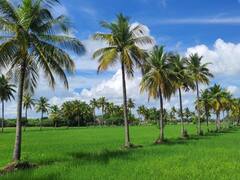 பச்சை கம்பளம் விரித்தது போன்று காட்சியளிக்கும் மாயூரம்!