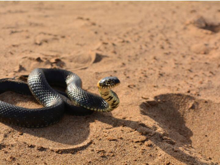 हम जिस जनजाति की बात कर रहे हैं उसे इरूला जनजाति कहते हैं. ये जनजाति भारत में तमिलनाडु में रहती है.