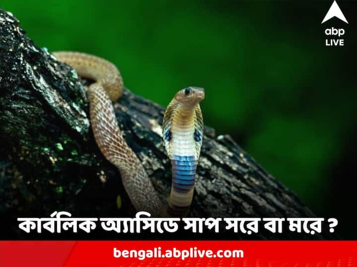 Venomous Snake Bite : পশ্চিমবঙ্গে সাপের কামড়ে মৃত্যু সংখ্যাটা নেহাত কম নয়।