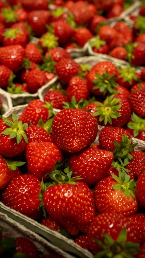 भाड्यानं जमिन घेऊन फुलवला 'स्ट्रॉबेरीचा मळा'