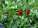 Can Red Chillies Help Relieve Diabetic Nerve Pain? Here's What Experts Say