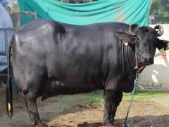 मुर्राह म्हशीचं संगोपन करा, भरघोस नफा मिळवा