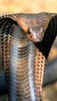 Snake Bite : কার্বলিক অ্যাসিডে সাপ সরে বা মরে ?