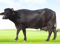 मुर्राह म्हशीचं संगोपन करा, भरघोस नफा मिळवा