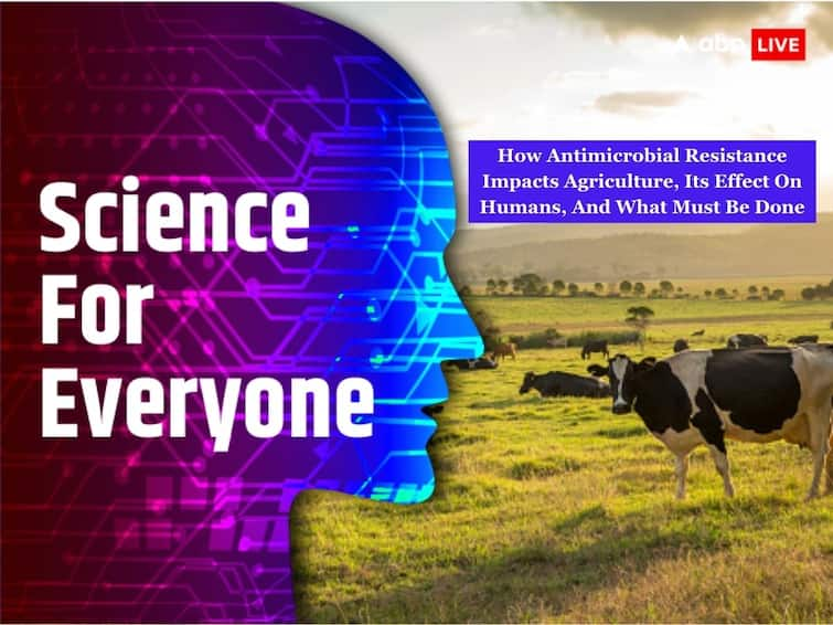 Antimicrobial Resistance Agriculture Livestock Plants Crops Antibiotic Resistance Human Impact Measures Strategies ABPP Science For Everyone: How Antimicrobial Resistance Impacts Agriculture, Its Effect On Humans, And What Must Be Done