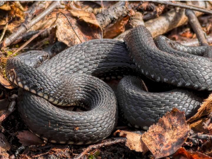 साल 1978 में इरूला स्नेक कैचर्स इंडस्ट्रियल कोऑपरेटिव सोसायटी बनी थी, इसके बाद से ही ये जनजाति आधिकारिक तौर पर सांपों का जहर निकालने का काम करने लगी.