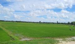 பச்சை கம்பளம் விரித்தது போன்று காட்சியளிக்கும் மாயூரம்!