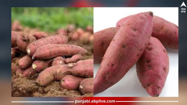 Sweet potato: ਸਰਦੀਆਂ ਦੇ ਮੌਸਮ ਵਿਚ ਸ਼ਕਰਕੰਦੀ ਨੂੰ ਉਬਾਲ ਕੇ ਜਾਂ ਭੁੰਨ ਕੇ ਖਾਧਾ ਜਾਂਦਾ ਹੈ। ਇਹ ਇੱਕ ਸੁਪਰਫੂਡ ਹੈ ਜੋ ਸਰਦੀਆਂ ਵਿੱਚ ਸਰੀਰ ਨੂੰ ਗਰਮ ਕਰਦਾ ਹੈ ਅਤੇ ਇਸਨੂੰ ਮਜ਼ਬੂਤ ​​ਬਣਾਉਂਦਾ ਹੈ