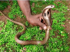 जहरीले सांपों से खेलते हैं इस जनजाति के लोग, भारत के इस हिस्से में रहते हैं