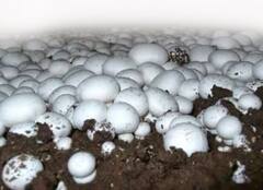 मशरुमची शेती करा, महिन्याला लाखो रुपये मिळवा