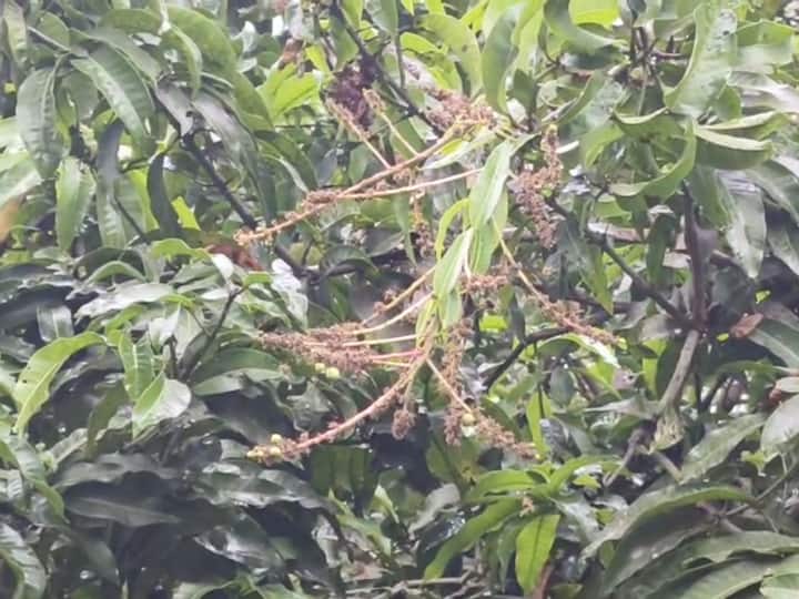 तर विजांच्या कडकडाटासह जोरदार पाऊस सुरु झाला.