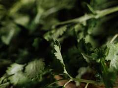 Kitchen Gardening Tips: ਘਰ ਦੀ ਛੱਤ ‘ਤੇ ਲਾਓ ਇਹ ਸਬਜ਼ੀਆਂ, ਮਹੀਨੇ ਦਾ ਖਰਚ ਹੋ ਜਾਵੇਗਾ ਘੱਟ