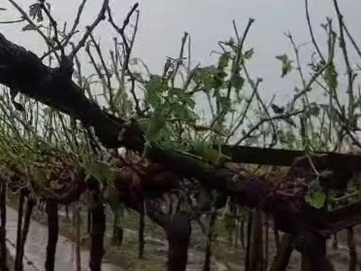 Nashik Rain : नाशिक जिल्ह्यात अवकाळी पावसाने हजेरी लावली.