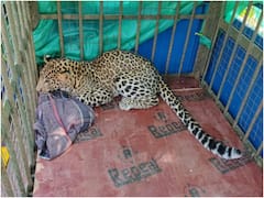 बीजाकासा वॉटरफॉल के पास तेंदुआ दिखने से ग्रामीणों में दहशत, वन विभाग ने पर्यटकों को किया अलर्ट