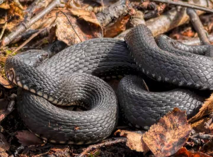 ਸਾਲ 1978 ਵਿੱਚ ਇਰੁਲਾ ਸਨੇਕ ਕੈਚਰਜ਼ ਇੰਡਸਟ੍ਰੀਅਲ ਕੋਆਪਰੇਟਿਵ ਸੁਸਾਇਟੀ ਬਣੀ ਸੀ ਇਸ ਤੋਂ ਬਾਅਦ ਹੀ ਇਸ ਕਬੀਲੇ ਦੇ ਲੋਕ ਅਧਿਕਾਰਕ ਤੌਰ ਉੱਤੇ ਜ਼ਿਹਰ ਕੱਢਣ ਦਾ ਕੰਮ ਕਰ ਲੱਗੇ ਸੀ।