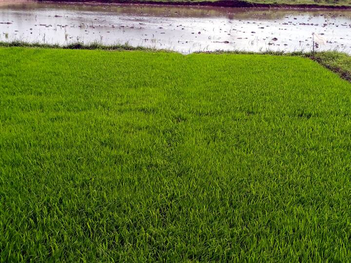 சாகுபடிக்கு தயார் நிலையில் உள்ள நெற்கதிர்கள்(கம்பம்)