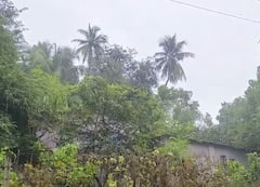 Palghar Rain : पालघरमध्ये पावसाच्या सरी, विजांच्या कडकडाटासह वरुणराजाची हजेरी