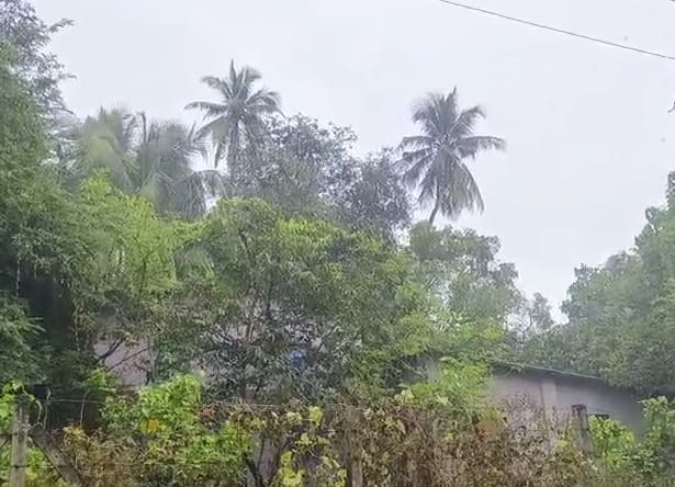 दरम्यान जिल्ह्यात अनेक भागात पावसाची संसतधार सुरु आहे.