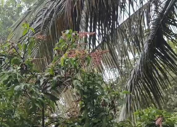 पालघरमध्ये आज आणि उद्या पावसाचा यलो अलर्ट देखील देण्यात आलाय.