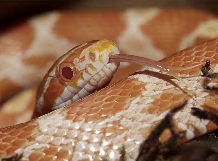 ਇਰੁਲਾ ਕਬੀਲੇ ਦੇ ਲੋਕ ਸੱਪ ਦਾ ਜ਼ਹਿਰ ਕੱਢਣ ਦਾ ਕੰਮ ਕਰਦੇ ਹਨ ਫਿਰ ਇਸ ਜ਼ਹਿਰ ਨੂੰ ਵਿਗਿਆਨੀ ਵਰਤਦੇ ਹਨ ਜਿਸ ਤੋਂ ਦਵਾਈ ਬਣਦੀ ਹੈ।