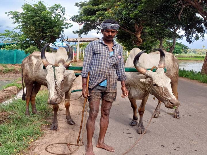 வயல் வெளிகளை உழுதல் பணியை முடித்த பின் விவசாயி (கம்பம்)