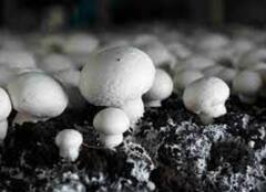 मशरुमची शेती करा, महिन्याला लाखो रुपये मिळवा