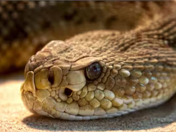 ਤਾਮਿਲਨਾਡੂ ਵਿੱਚ ਰਹਿਣ ਵਾਲੇ ਇਸ ਕਬੀਲੇ ਦੇ ਲੋਕਾਂ ਦੀ ਗਿਣਤੀ 1 ਲੱਖ ਤੋਂ ਉੱਪਰ ਹੈ। ਪਹਿਲਾਂ ਜ਼ਿਆਦਾਤਰ ਲੋਕ ਸੱਪਾਂ ਦਾ ਜ਼ਹਿਰ ਕੱਢਣ ਦਾ ਕੰਮ ਕਰਦੇ ਸੀ ਪਰ ਹੁਣ ਬਹੁਤ ਲੋਕ ਹੋਰ ਕੰਮਾਂ ਵੱਲ ਵੀ ਧਿਆਨ ਦੇਣ ਲੱਗੇ ਹਨ।