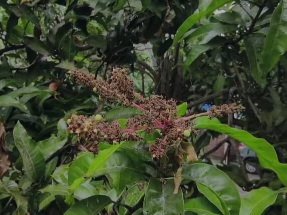 तसेच पावसामुळे आंबा पिकावर आलेल्या मोहरावर देखील मोठा फटका बसण्याची शक्यता आहे.