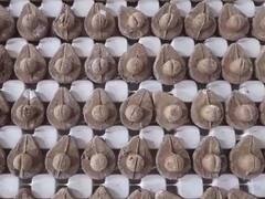 दक्षिण भारत से वाराणसी पहुंचे एक करोड़ शिवलिंग, विधि-विधान से की जा रही पूजा