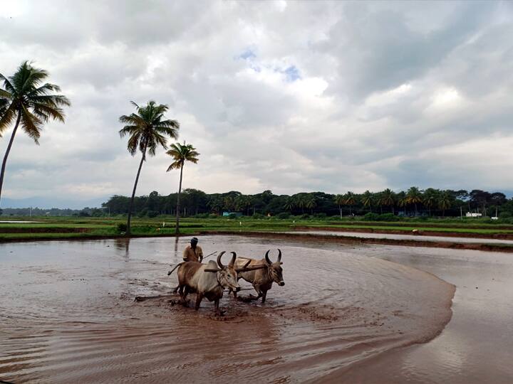அதிகாலையில் வயல்வெளிகளில் உழும் விவசாயி (கம்பம்)