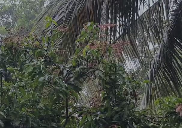 अवकाळी पाऊस सुरु झाल्याने अवकाळी पावसाचा जिल्ह्यात सुरू असलेल्या गवत पावळी खरेदी केंद्रांना मोठा फटका बसलाय.