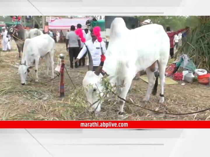 Kartiki Ekadashi cattle market turnover of crores after two years