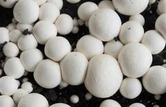 मशरुमची शेती करा, महिन्याला लाखो रुपये मिळवा