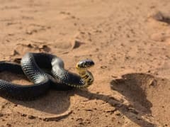 ਜ਼ਹਿਰੀਲੇ ਸੱਪਾਂ ਨਾਲ ਖੇਡਦੇ ਨੇ ਇਸ ਕਬੀਲੇ ਦੇ ਲੋਕ, ਜਾਣੋ ਭਾਰਤ ਵਿੱਚ ਕਿੱਥੇ ਹੈ ਵਸੇਰਾ ?