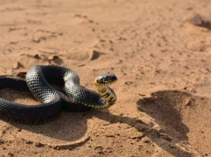 ਅਸੀਂ ਜਿਸ ਕਬੀਲੇ ਦੀ ਗੱਲ ਕਰ ਰਹੇ ਹਾਂ ਉਸ ਦਾ ਨਾਂਅ ਹੈ ਇਰੁਲਾ ਕਬੀਲਾ, ਇਹ ਭਾਰਤ ਦੇ ਤਾਮਿਲਨਾਡੂ ਇਲਾਕੇ ਵਿੱਚ ਰਹਿੰਦਾ ਹੈ।