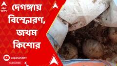 De Ganga Bomb Incident:বল ভেবে খেলতে গিয়ে বিস্ফোরণ, দেগঙ্গায় জখম ১৪ বছরের কিশোর।ABP Ananda LIVE