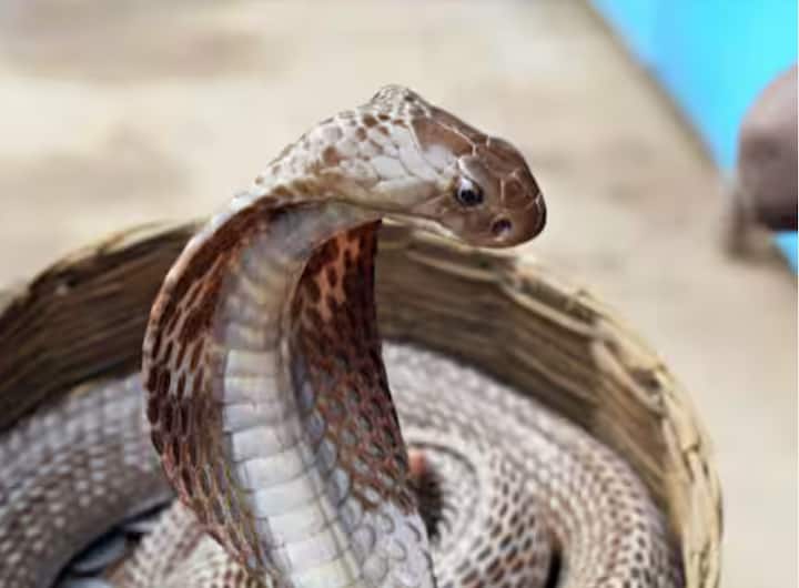 ਦੁਨੀਆ ਵਿੱਚ ਸੱਪਾਂ ਦੀਆਂ ਕਈ ਪ੍ਰਜਾਤੀਆਂ ਪਾਈਆਂ ਜਾਂਦੀਆਂ ਹਨ ਇਸ ਵਿੱਚ ਕਈ ਸੱਪ ਬੇਹੱਦ ਜ਼ਹਿਰੀਲੇ ਹੁੰਦੇ ਹਨ। ਭਾਰਤ ਵਿੱਚ ਸਭ ਤੋਂ ਜ਼ਿਆਦਾ ਜ਼ਹਿਰੀਲਾ ਸੱਪ ਕਿੰਗ ਕੋਬਰਾ ਹੈ।