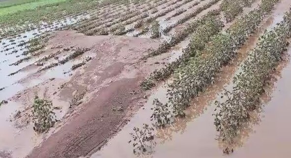 Gujarat Farmers: રવિવારે પડેલા કમોસમી વરસાદે ખેડૂતોનો પાક બરબાદ કર્યો, વ્યાપક નુકસાન