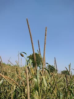 सांगोला तालुक्यात चक्क चार फूट लांब बाजरीच्या कणसाची चर्चा; गावठी बियाण्याची कमाल!